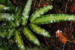 Image of maidenhairs and shoelace ferns