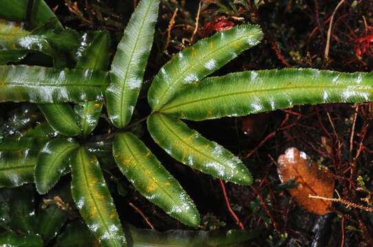 Image of <i>Pteris cretica</i>