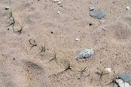 Image of sand sedge
