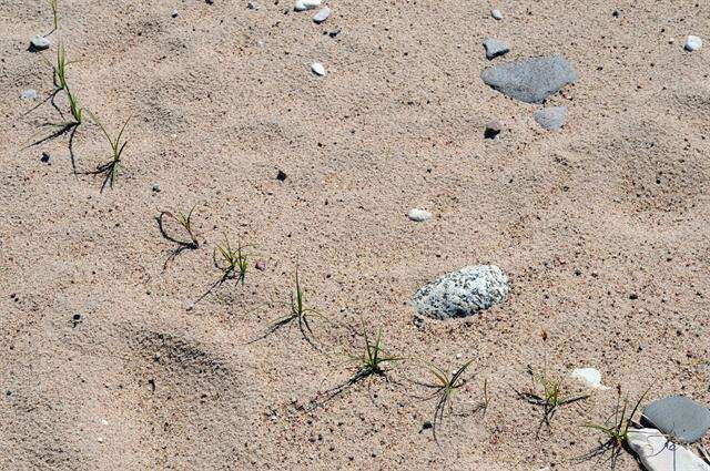 Image of sand sedge