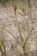 Image of sand sedge