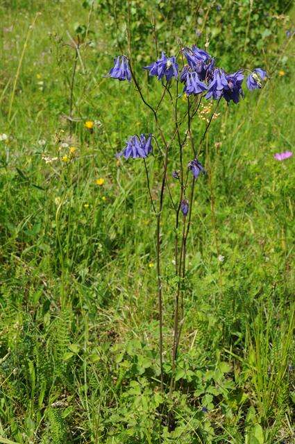 Plancia ëd Aquilegia