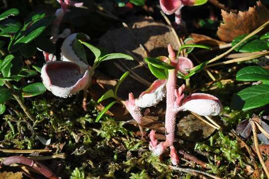 Exobasidiomycetes resmi