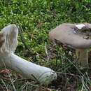 Image de Russula clavipes Velen. 1920