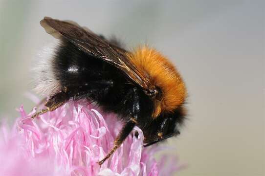 Image of honeybees, bumblebees, and relatives