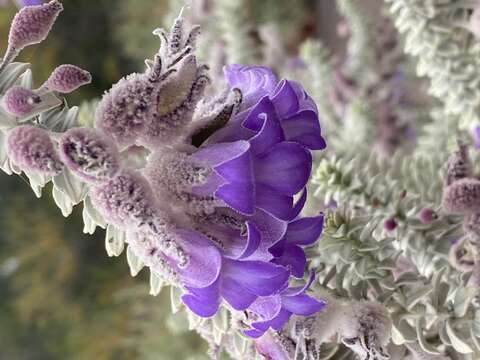 Eremophila lachnocalyx C. A. Gardner resmi