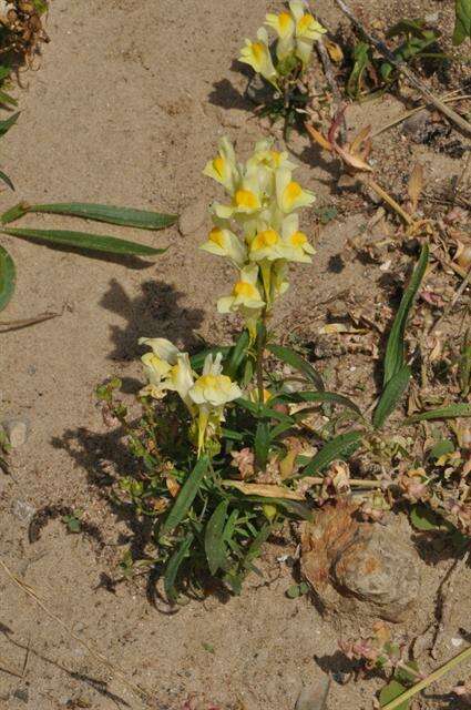 Image of Toadflax