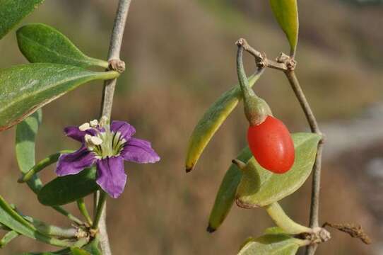 Image of desert-thorn