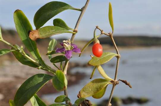 Image of desert-thorn