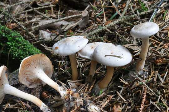 Leucocybe resmi