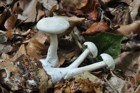 Image of Clitocybe phyllophila (Pers.) P. Kumm. 1871