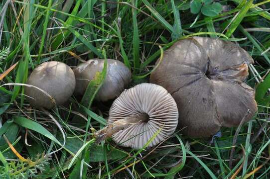 Image of Entoloma conferendum (Britzelm.) Noordel. 1980