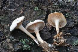 Leucocybe resmi