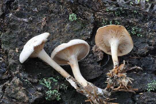 Imagem de Leucocybe