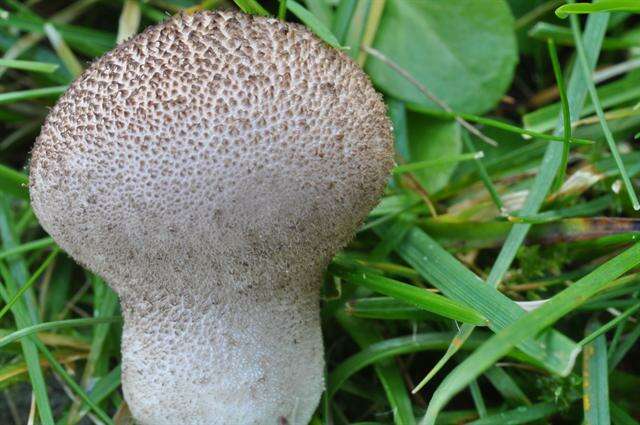 Image of Lycoperdon nigrescens Pers. 1794