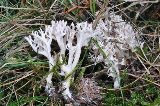 Image of Ramaria