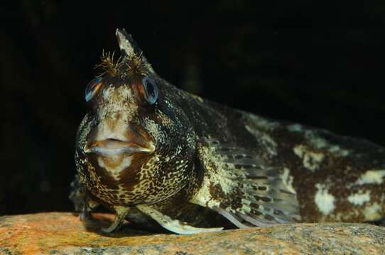 Image de Chirolophis