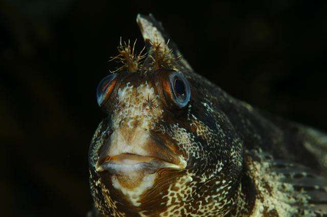 Image de Chirolophis