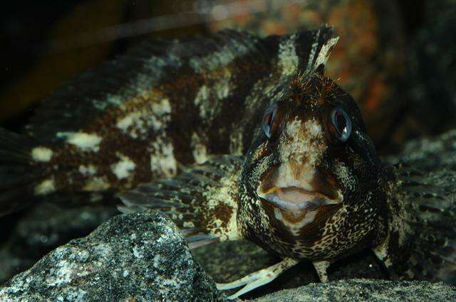 Image de Chirolophis