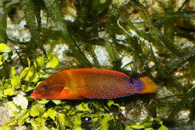 Image of African clown wrasse