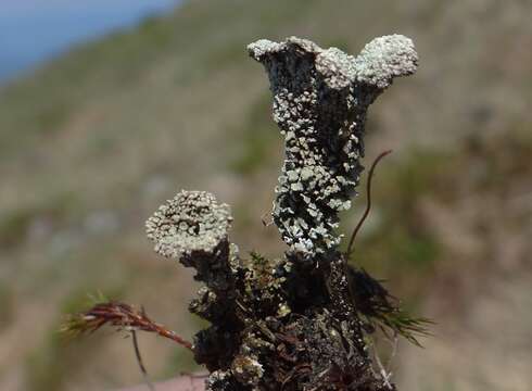 Image of Cladonia pocillum