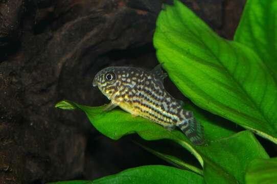 Imagem de Corydoras