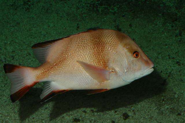 Image of Emperor red snapper