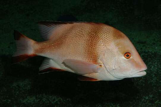 Image of Emperor red snapper