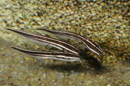 Image of eeltail catfishes