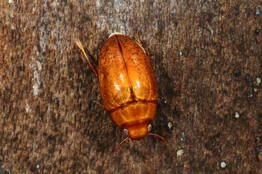 Image of burrowing water beetles