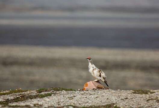 Image of Lagopus muta hyperborea Sundevall 1845