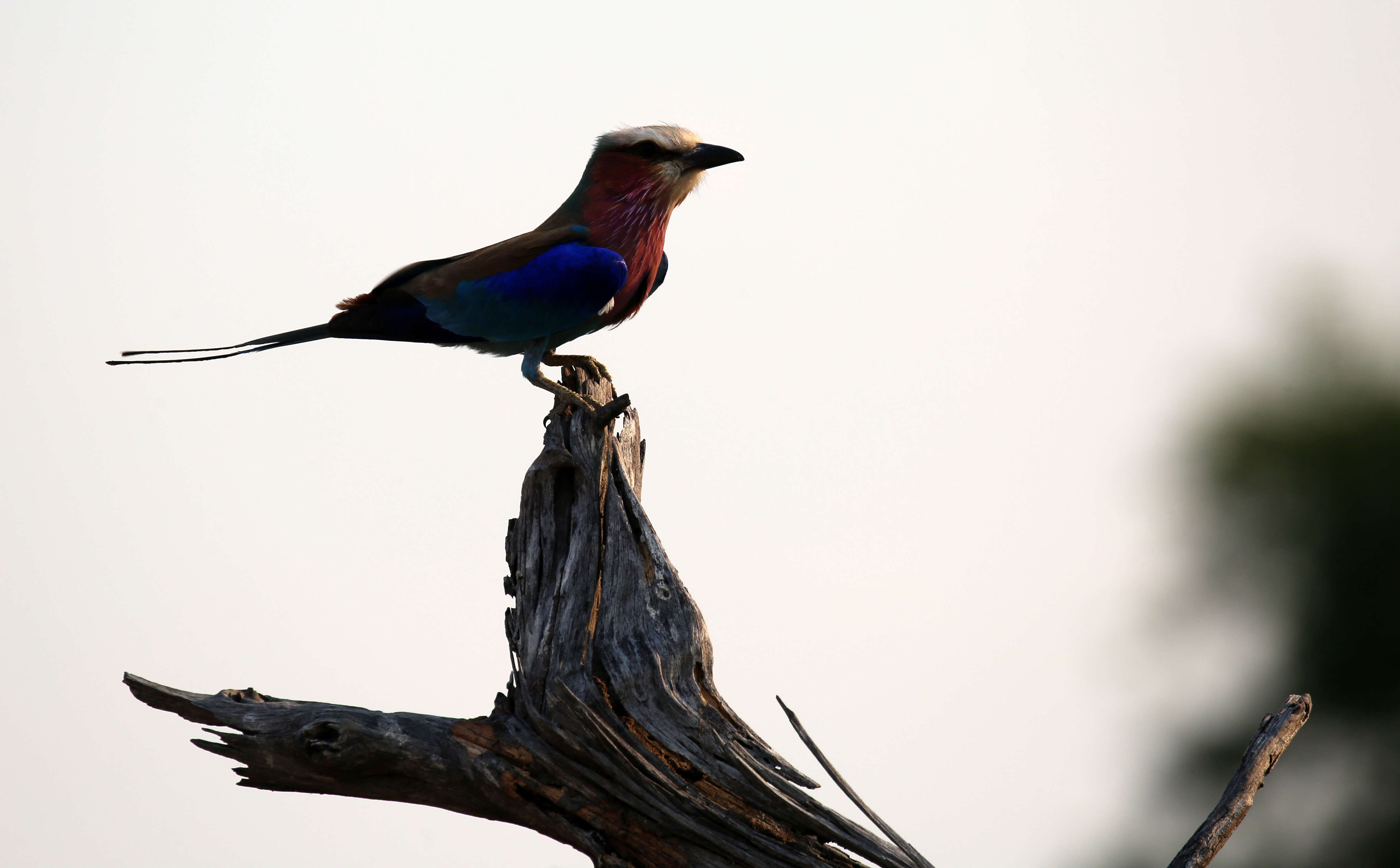 Image of Lilac-breasted Roller