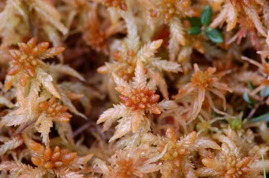 Image of papillose sphagnum