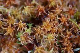 Image of slender cow-horn bog-moss