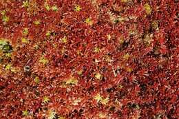 Image of Magellan's Sphagnum