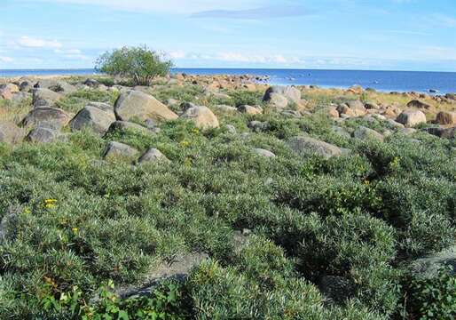 Image of Sea-buckthorn