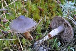 Image of Cortinarius erubescens M. M. Moser 1968