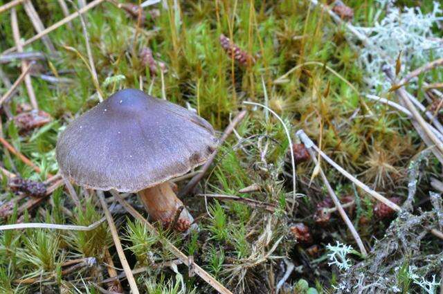 Image of Cortinarius erubescens M. M. Moser 1968