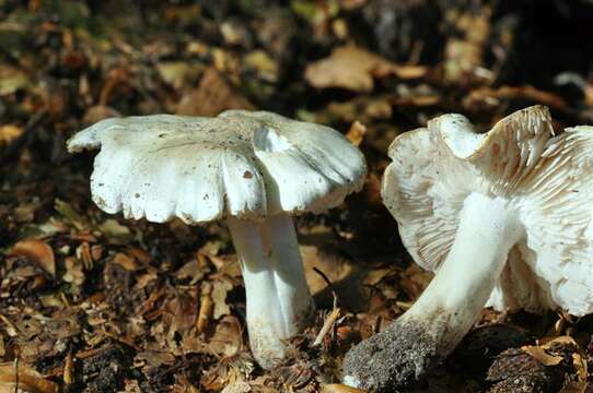 Image of Tricholoma columbetta (Fr.) P. Kumm. 1871