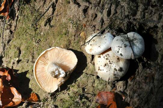 Image de Hygrophorus penarius Fr. 1836