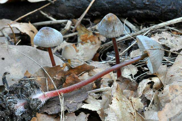 Image of Mycena