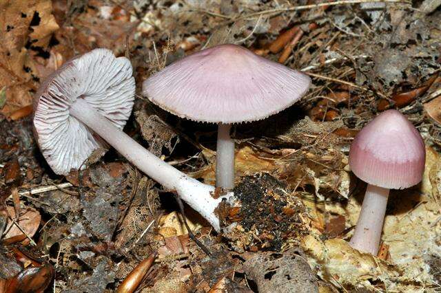 Image of Mycena rosea Gramberg 1912