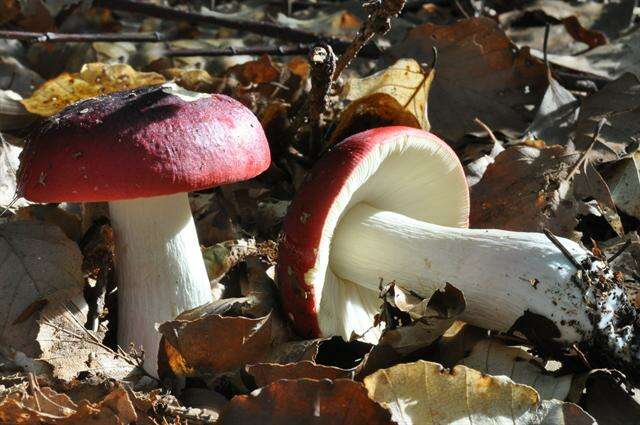 Image of Shrimp Mushroom