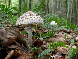 Plancia ëd Chlorophyllum rachodes (Vittad.) Vellinga 2002