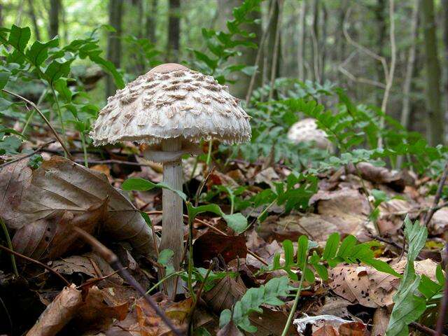 Plancia ëd Chlorophyllum rachodes (Vittad.) Vellinga 2002