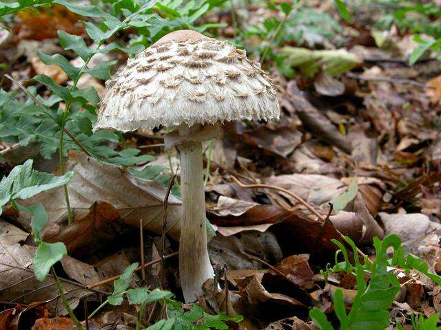 Plancia ëd Chlorophyllum rachodes (Vittad.) Vellinga 2002