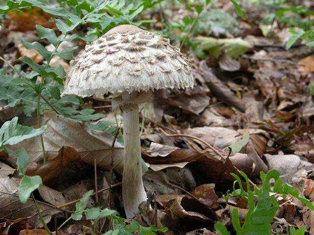 Plancia ëd Chlorophyllum rachodes (Vittad.) Vellinga 2002