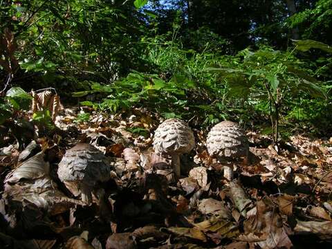 Plancia ëd Chlorophyllum rachodes (Vittad.) Vellinga 2002