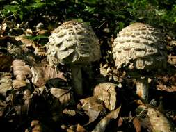 Plancia ëd Chlorophyllum rachodes (Vittad.) Vellinga 2002