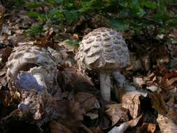 Plancia ëd Chlorophyllum rachodes (Vittad.) Vellinga 2002